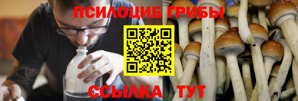 Кстово  Псилоцибиновые грибы прущие грибы  Вход с VPN 